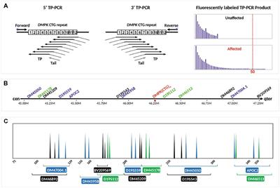 Robust Preimplantation Genetic Testing Strategy for Myotonic Dystrophy Type 1 by Bidirectional Triplet-Primed Polymerase Chain Reaction Combined With Multi-microsatellite Haplotyping Following Whole-Genome Amplification